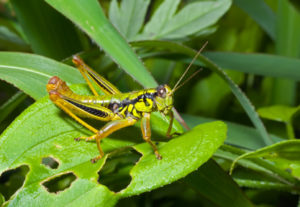 Grasshopper on leaf 6