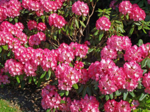 Rhododendron bush